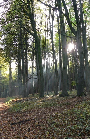Spaziergang im Wiehengebirge Person mit Hund spaziert auf herbstlichem Waldweg im Wiehengebirge, Sonnenstrahlen durch Bäume.