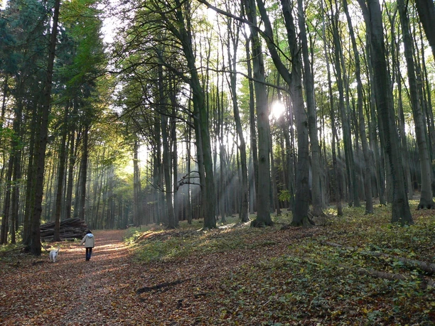 Spaziergang im Wiehengebirge Person mit Hund spaziert auf herbstlichem Waldweg im Wiehengebirge, Sonnenstrahlen durch Bäume.