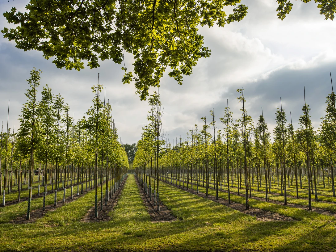 Westerstede_Baumschule_Baumreihen.jpg
