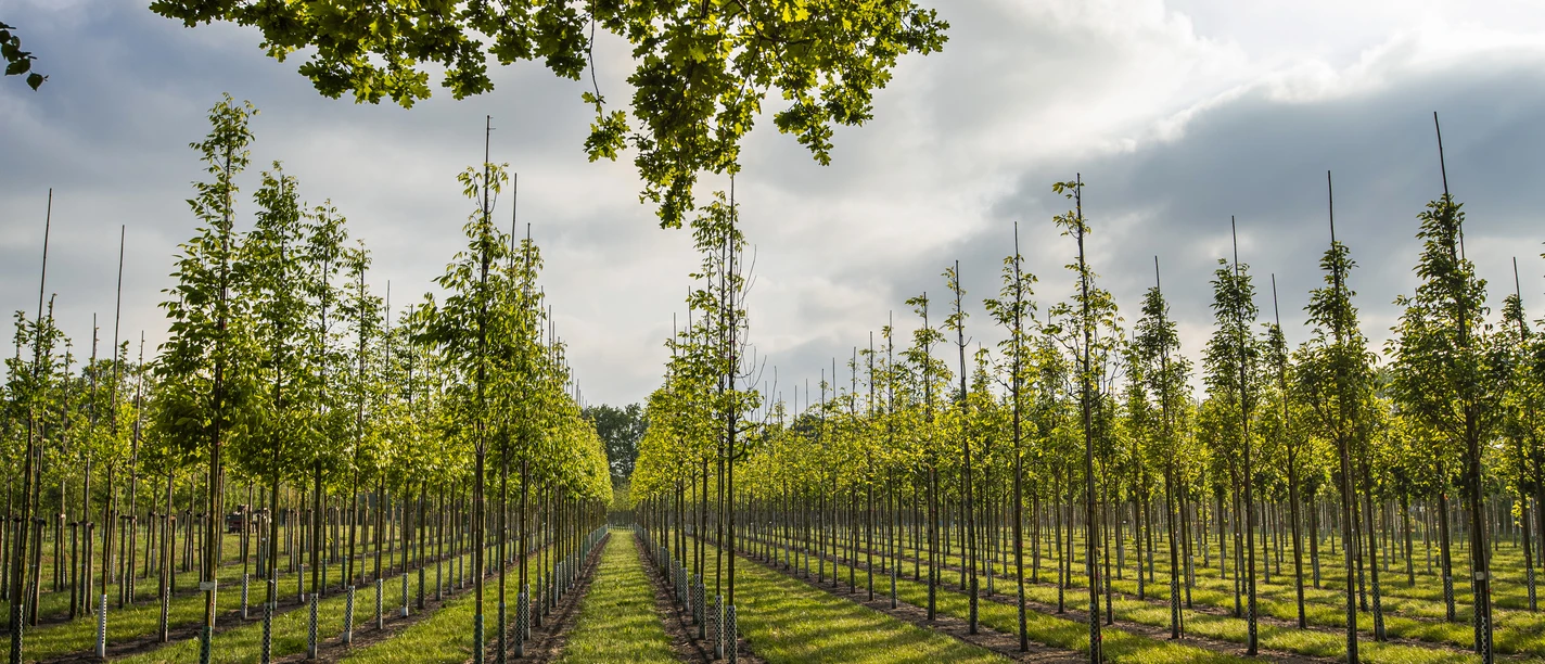 Westerstede_Baumschule_Baumreihen.jpg