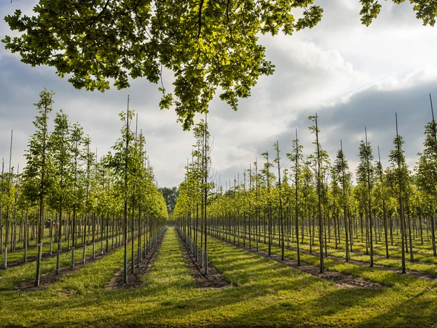 Westerstede_Baumschule_Baumreihen.jpg