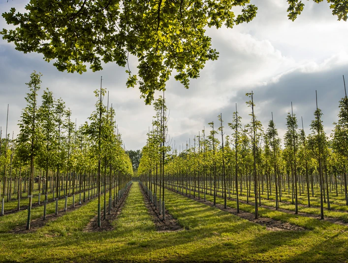 Westerstede_Baumschule_Baumreihen.jpg