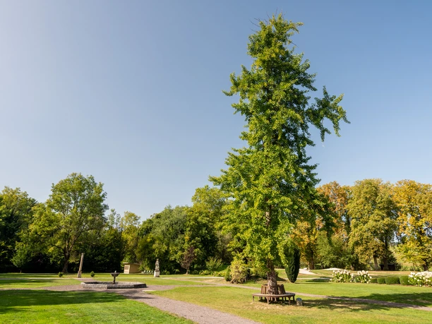 Schloss Auel Grüner Park mit hohen Bäumen, weiten Rasenflächen und einem zentralen, gut gepflegten Weg.