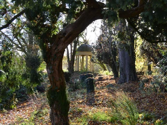 Waldinsel auf Schloss Ippenburg Alter, überwucherter Pavillon in herbstlichem, sonnenbeschienenen Waldstück.Old, overgrown pavilion in an autumnal, sunlit wooded area.Gammel, tilgroet pavillon i en efterårsagtig, solbeskinnet skov.Oud, overwoekerd paviljoen in een herfstig, zonovergoten bos.