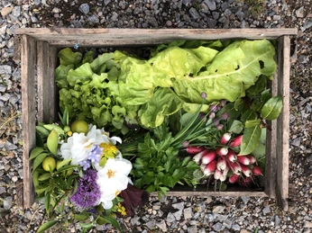 Gutes aus dem Küchengarten Frisches Gemüse und bunte Blumen in einer Holzkiste auf Kies.Fresh vegetables and colorful flowers in a wooden box on gravel.Friske grøntsager og farverige blomster i en trækasse på grus.Verse groenten en kleurrijke bloemen in een houten kist op grind.