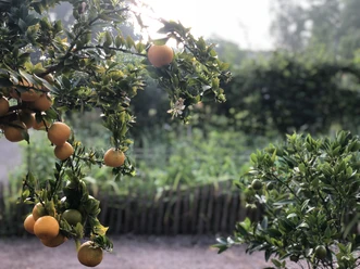 Der Ippenburger Küchengarten Sinaasappelboom met rijp fruit, op de achtergrond een moestuin in zacht zonlicht.