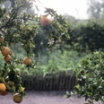Der Ippenburger Küchengarten Orangenbaum mit reifen Früchten, im Hintergrund ein Gemüsegarten bei sanftem Sonnenlicht.Orange tree with ripe fruit, in the background a vegetable garden in soft sunlight.Appelsintræ med moden frugt, i baggrunden en køkkenhave i blødt sollys.Sinaasappelboom met rijp fruit, op de achtergrond een moestuin in zacht zonlicht.