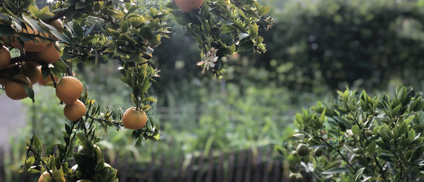 Der Ippenburger Küchengarten Sinaasappelboom met rijp fruit, op de achtergrond een moestuin in zacht zonlicht.