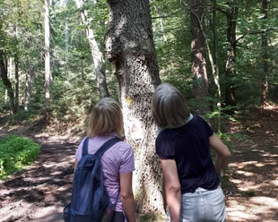 Waldbaden2019
