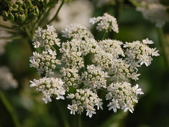 Heilpflanzenlehrpfad