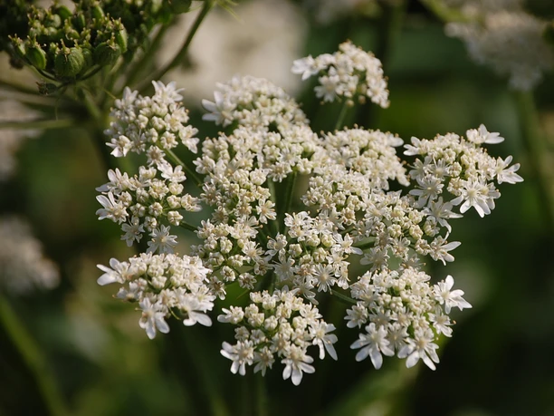 Heilpflanzenlehrpfad