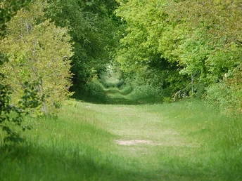 Heilpflanzenlehrpfad