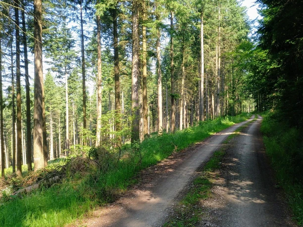 Wanderung auf die Burgruine Grubenhagen wanderung-auf-die-burgruine-grubenhagen