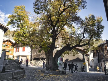 The old lime tree - the pride of every citizen of Naters The old lime tree - the pride of every citizen of Naters