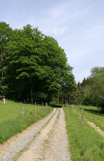 L`ommer jon Weg <p>Ein unbefestigter Weg führt durch grüne Wiesen, links weidet eine Kuh, umgeben von Bäumen.</p>