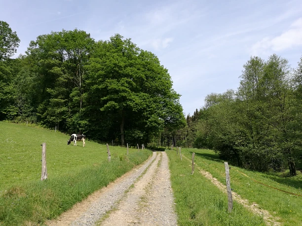 L`ommer jon Weg <p>Ein unbefestigter Weg führt durch grüne Wiesen, links weidet eine Kuh, umgeben von Bäumen.</p>