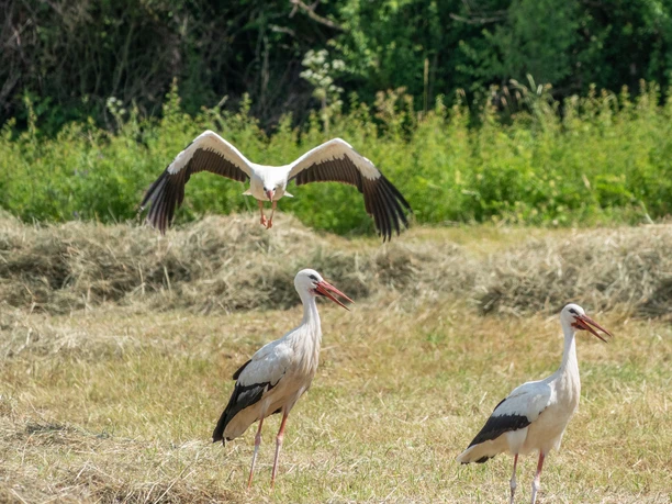 Storchparadies-Dohrenberg-in-Einbeck Storchparadies-Dohrenberg-in-Einbeck