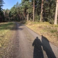 Ein schattiger Waldweg am Rande eines dichten Kiefernwaldes, mit zwei Schattensilhouetten auf dem Weg.