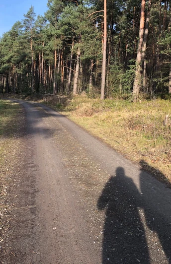 Wandertour Husum Ein schattiger Waldweg am Rande eines dichten Kiefernwaldes, mit zwei Schattensilhouetten auf dem Weg.
