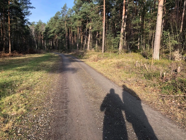 Wandertour Husum Ein schattiger Waldweg am Rande eines dichten Kiefernwaldes, mit zwei Schattensilhouetten auf dem Weg.
