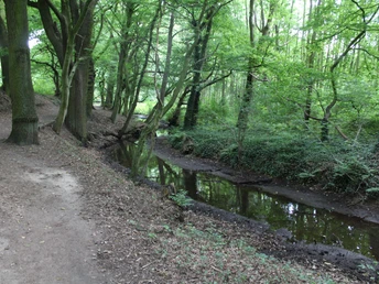 Waldpfad am Bach im Märchenwald Pfarrbusch Steyerberg, gesäumt von hohen Bäumen und dichtem Laubwerk.