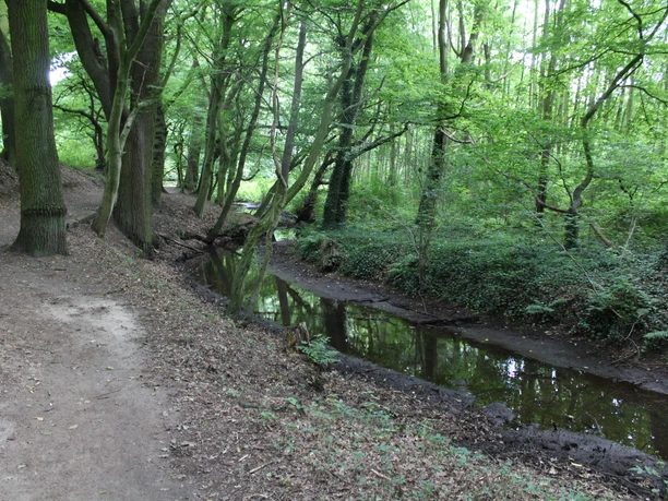 Märchenwald Pfarrbusch Steyerberg Waldpfad am Bach im Märchenwald Pfarrbusch Steyerberg, gesäumt von hohen Bäumen und dichtem Laubwerk.
