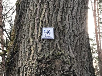 A sign with the Nordic Walking logo is located on a tree trunk in a wooded area.