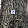 Ein Schild mit Nordic Walking Logo befindet sich an einem Baumstamm in einem bewaldeten Gebiet.