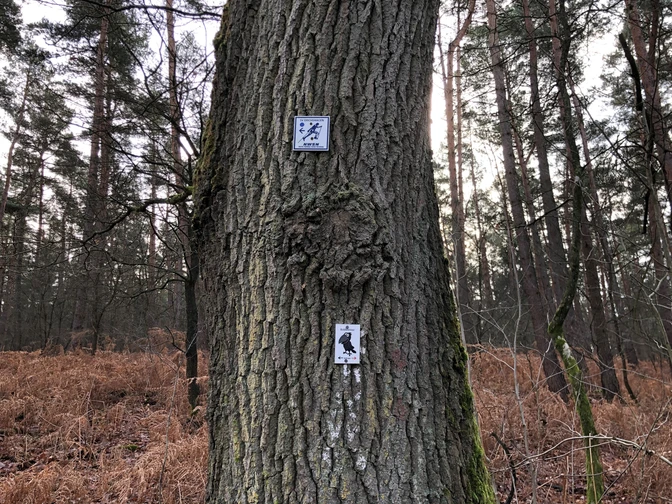 A tree in the forest bears two Nordic walking signs that mark the path in the wooded area.