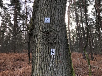 Nordic Walking Langendamm Ein Baum im Wald trägt zwei Nordic-Walking-Schilder, die den Pfad im bewaldeten Gebiet markieren.