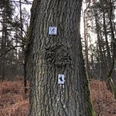 Nordic Walking Langendamm Ein Baum im Wald trägt zwei Nordic-Walking-Schilder, die den Pfad im bewaldeten Gebiet markieren.