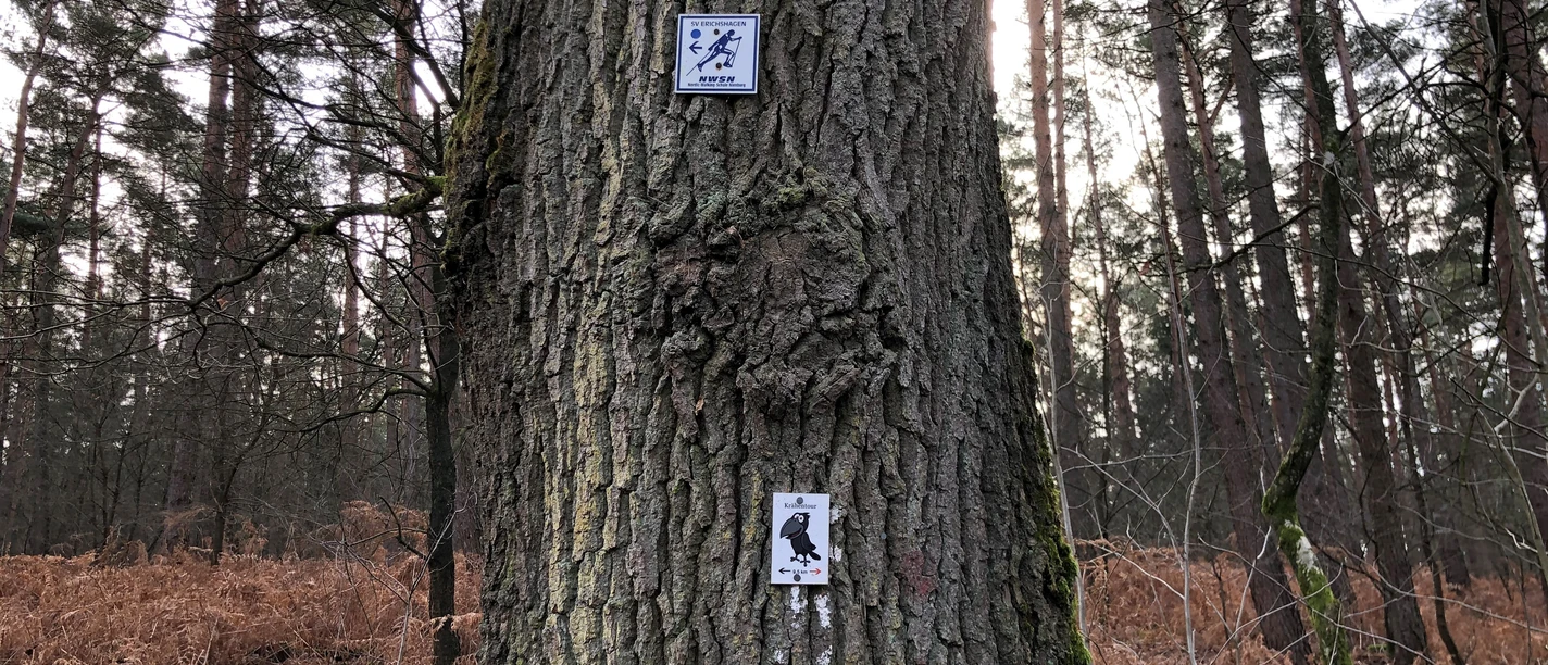 Nordic Walking Langendamm Ein Baum im Wald trägt zwei Nordic-Walking-Schilder, die den Pfad im bewaldeten Gebiet markieren.