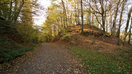 Burg Berge Waldweg im Herbst, gesäumt von goldenen Bäumen, Laub bedeckt den Boden unter einem klaren Himmel.