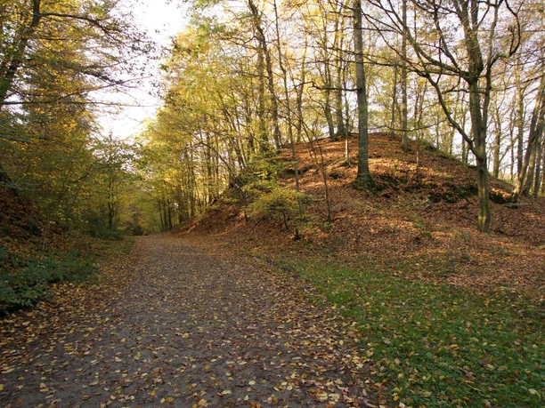 Burg Berge Waldweg im Herbst, gesäumt von goldenen Bäumen, Laub bedeckt den Boden unter einem klaren Himmel.