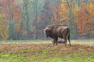 Wisentgehege-in-Springe bison behuizing-springe