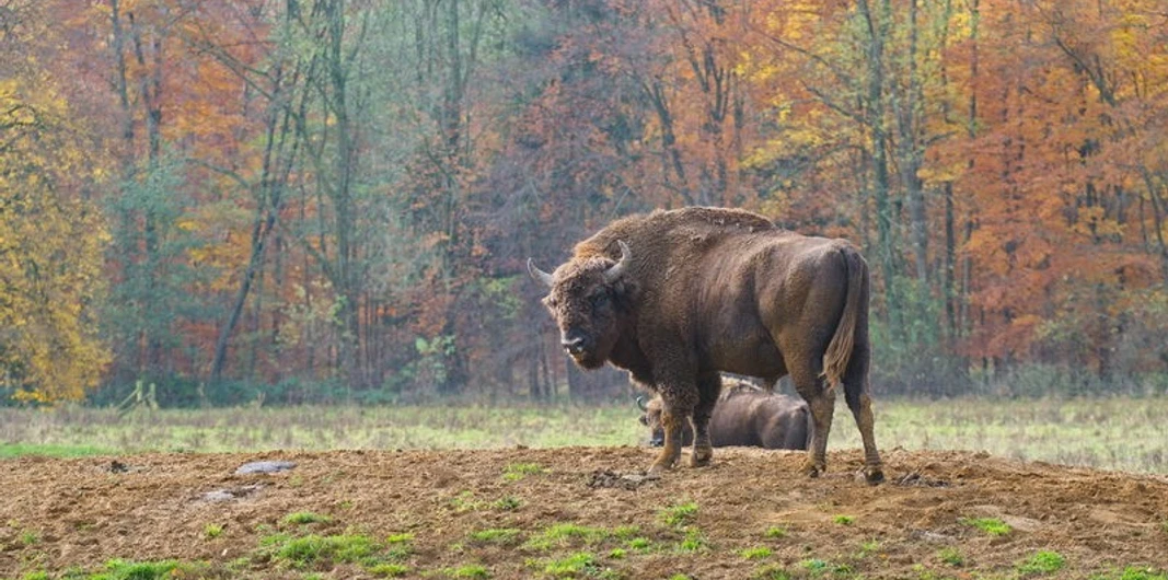 Wisentgehege-in-Springe wisentgehege-springebison enclosure-springebison indhegning-springebison behuizing-springe