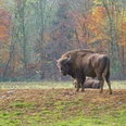 Wisentgehege-in-Springe wisentgehege-springebison enclosure-springebison indhegning-springebison behuizing-springe