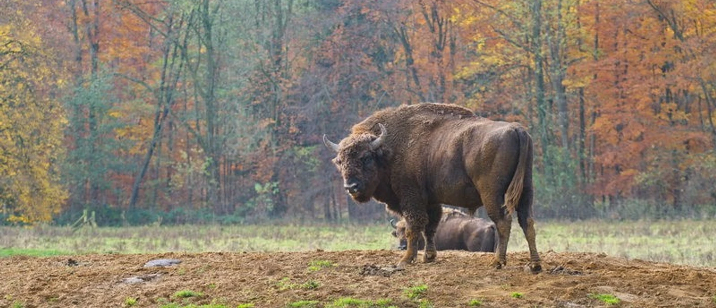 Wisentgehege-in-Springe bison enclosure-springe