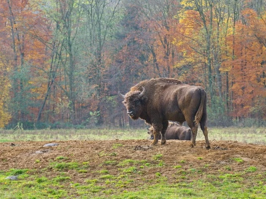 Wisentgehege-in-Springe wisentgehege-springebison enclosure-springebison indhegning-springebison behuizing-springe