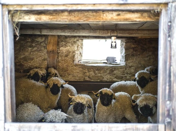 Dorfführung Blatten – spannend, kulturell und lehrreich. Dorfführung Blatten – spannend, kulturell und lehrreich.