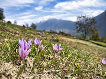 An informative village tour through the saffron village of Mund Eine lehrreiche Dorfführung durch das Safrandorf MundAn informative village tour through the saffron village of MundUne visite guidée informative du village de Mund, le village du safran