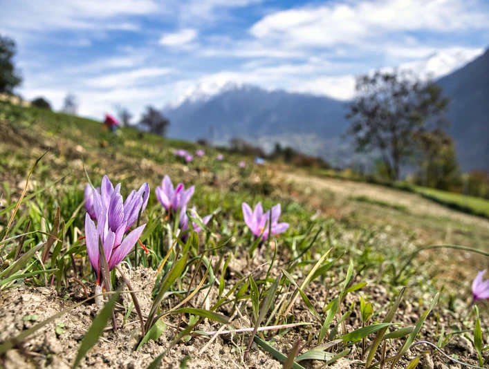 An informative village tour through the saffron village of Mund Eine lehrreiche Dorfführung durch das Safrandorf MundAn informative village tour through the saffron village of MundUne visite guidée informative du village de Mund, le village du safran