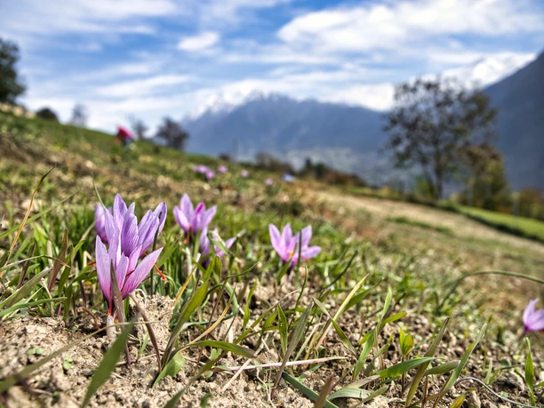 Eine lehrreiche Dorfführung durch das Safrandorf Mund Eine lehrreiche Dorfführung durch das Safrandorf Mund