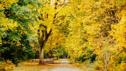 herbst-allee_c_nordstadtlicht.jpg