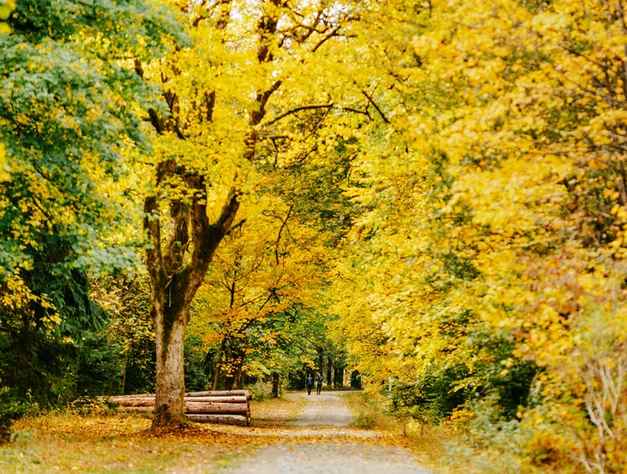 herbst-allee_c_nordstadtlicht.jpg