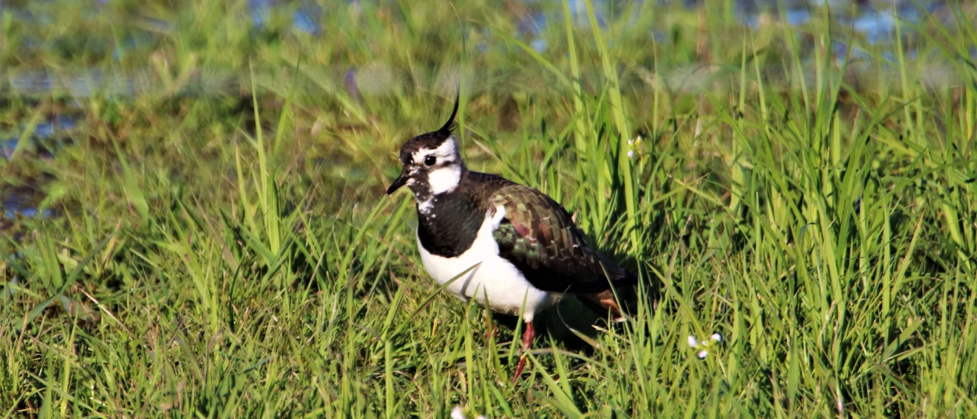 Kiebitz auf befeuchteter Wiese