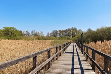 Schilfsteg Dümmer