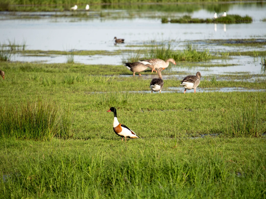 Gänse auf einer Wiese