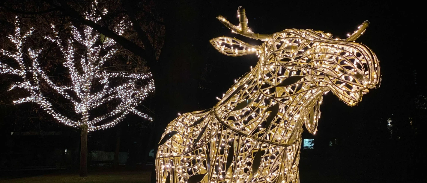 Elch in den Wallanlagen, Lichterzauber in Hann. Münden Elanden in de wallen, magische lichten in Hann. Münden