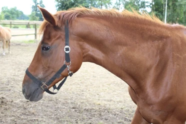 Braunes Pferd mit schwarzen Zügeln auf einem Reiterhof, umgeben von grünen Bäumen im Hintergrund.